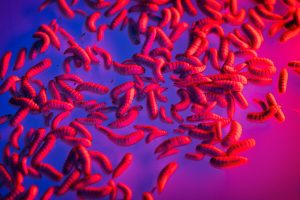 Black soldier fly larvae: efficient protein source eyed as future superfood